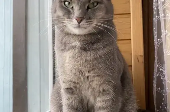 Пропала кошка, Корытово, Центральная 47
