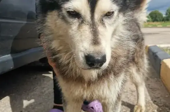 Найдена собака, Опухлики, фото: Найдена собака, Опухлики, 58К-203