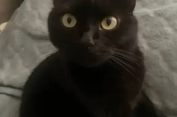 Пропала кошка, ул. Гагарина, Мценск