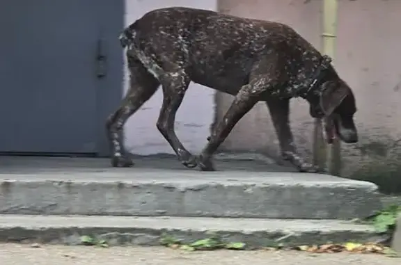 Собака найдена у Ашман парка, Ефремова