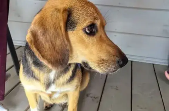 Найдена собака, Смольки, фото: Найдена собака, Смольки 22Н-1910