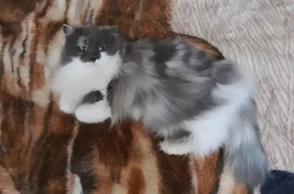 Кошки потеряшки, Липецк, фото: Потеряшка кошка, Серебристый пер., 7, Липецк