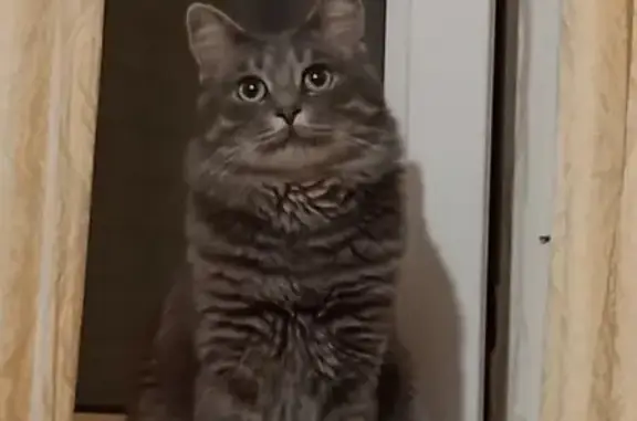 Кошки потеряшки, Московская область, фото: Потеряшка кошка в Московской области, 16А