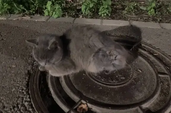 Пропала серая кошка, Великие Луки