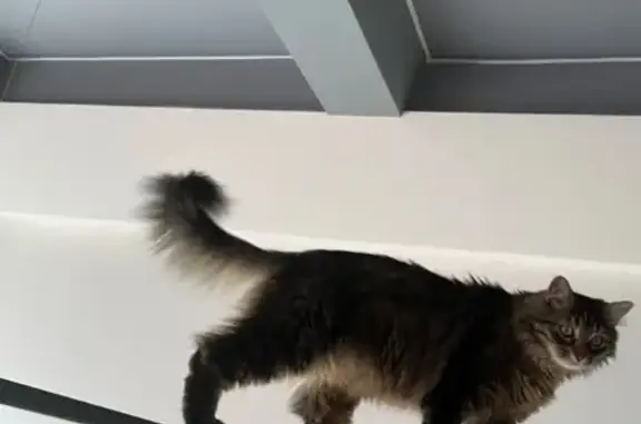 Пропала кошка на Лесной Проспект, 10