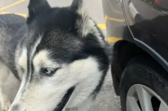 Найдена собака, , фото: Хаски найдена на Гостилицком шоссе