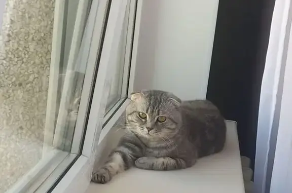 Кошки потеряшки, Чебоксары, фото: Потеряшка вислоухий кот, Чебоксары, Тракторостроителей 59