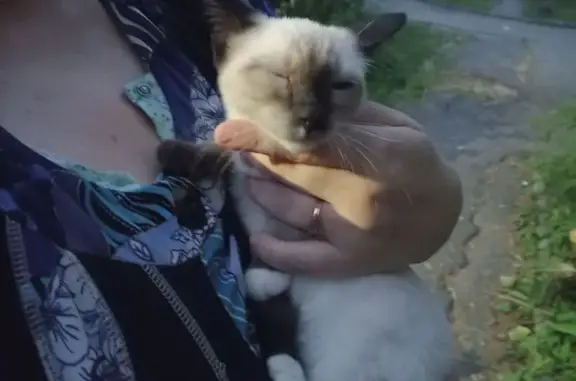 Найдена кошка, Владимир, фото: Найдена сиамская кошка, Фейгина 1, Владимир