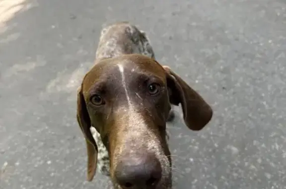 Найдена собака, , фото: Собака найдена: Центральная ул., Степаньково