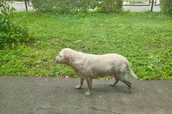 Собака найдена: К.Маркса, Тамбов