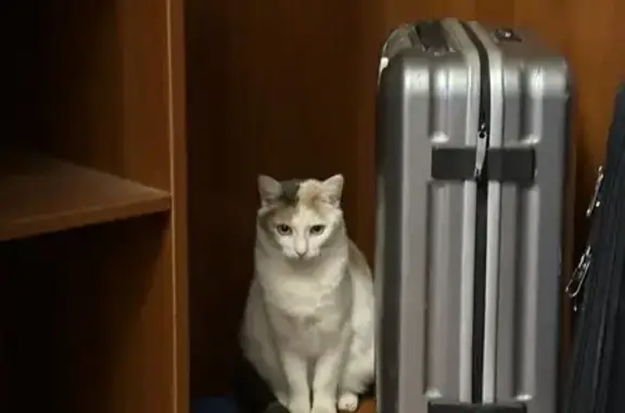Пропала кошка в Немчиновке, МО