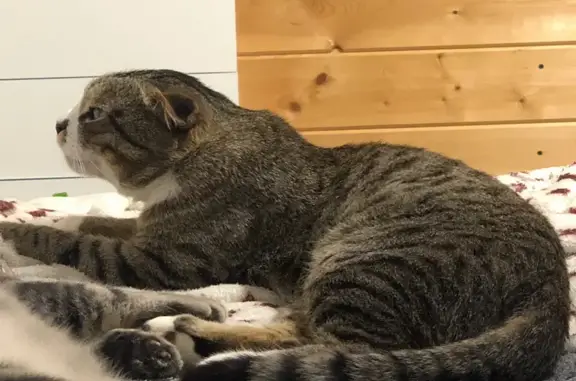 Пропала кошка, ул. Кутузова, 10, Рязань