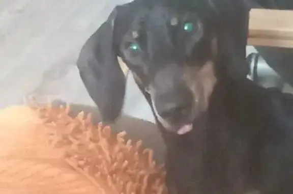 Пропала такса в Бараново, Ярославская обл.