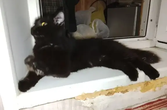 Кошка найдена: Беловежская, 13 к1, Тюмень