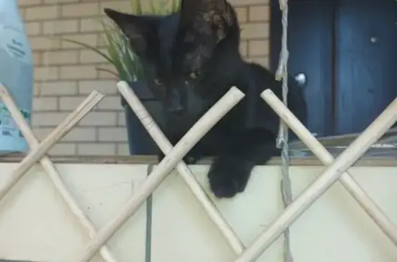 Кошки потеряшки, Славянск-на-Кубани, фото: Потеряшка черный котёнок, ул. Гриня, 310