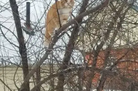 Пропала кошка Тимка, Архитектурная, Чишмы