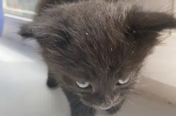 Найдена кошка, , фото: Найдена кошка, Красноармейская 128А