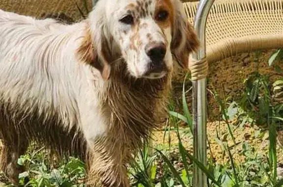 Собаки потеряшки, Надежда, фото: Потеряшка собака, Шоссейный пер., 15Б