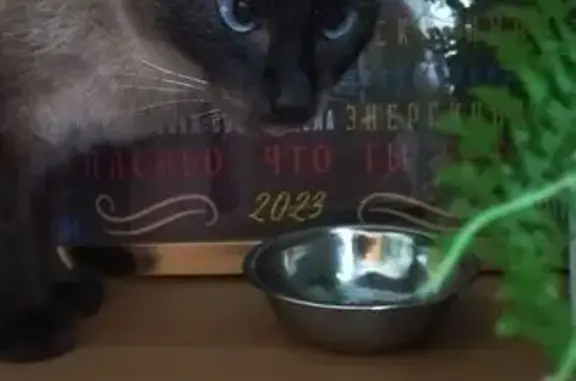 Сиамская кошка найдена, Декабристов 139