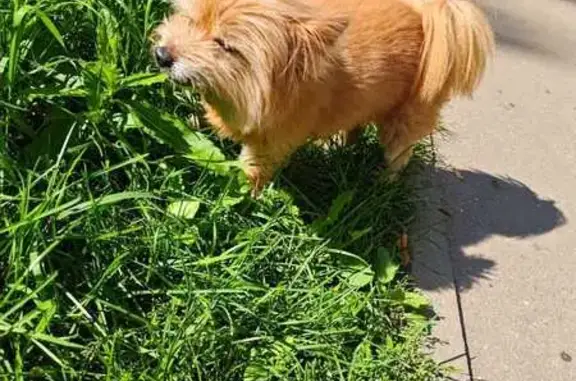 Найдена собака, Пушкино, фото: Найден рыжий шпиц на Московском проспекте, 42