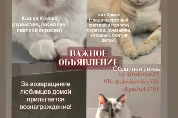 Пропала кошка, Яхонтовая ул. 32, Краснодар