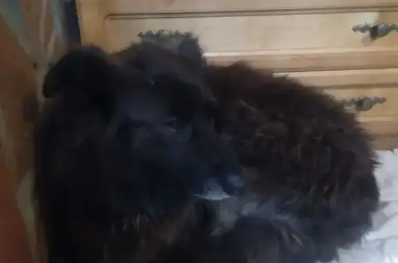 Собаки потеряшки, Ахтубинское, фото: Потеряшка собака в Ахтубинском СП, Волгоградская область