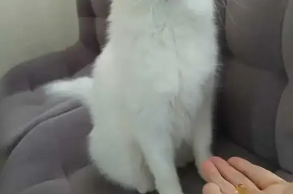 Кошки потеряшки, Нефтекамск, фото: Потеряшка кошка Ася в СНТ 