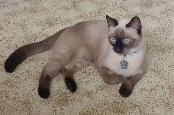Кошки потеряшки, Москва, фото: Потеряшка тайский кот, Москва, помощь!