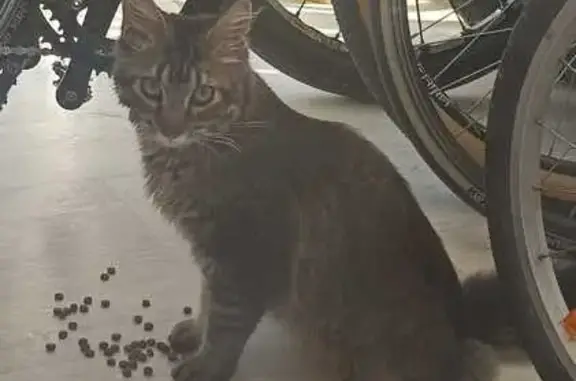 Объявления о пропавших и найденных животных, Ханты-Мансийск, фото: Найдена кошка, Красногвардейская 42, ХМ