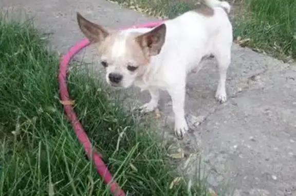 Найдена собака, Стародеревянковская, фото: Собака найдена на Молодёжной 27, Стародеревянковская