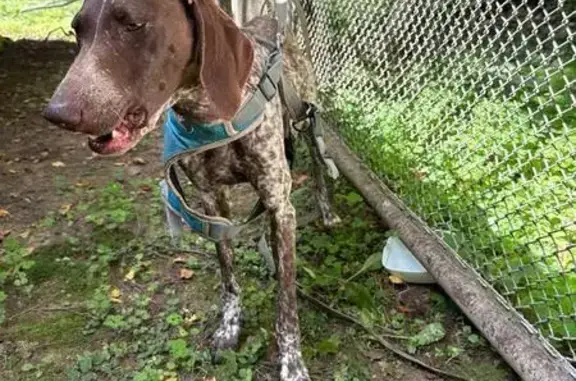 Найдена собака, , фото: Собака найдена: Центр. ул., Степаньково