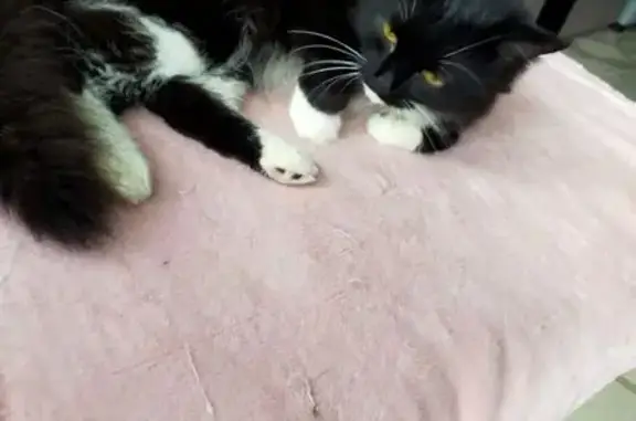 Найдена кошка, Новомосковск, фото: Котенок найден: ул. Генерала Белова, 3