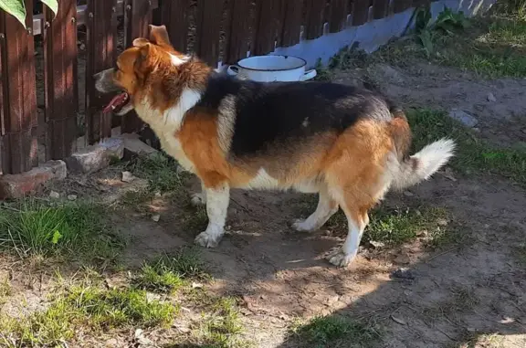 Собака найдена: Тихая улица, Боголюбово