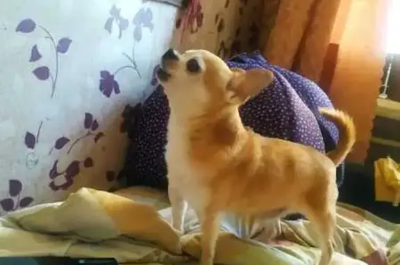 Собаки потеряшки, Санкт-Петербург, фото: Потеряшка собака, Большая Монетная, СПб