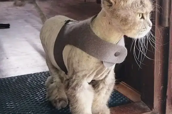 Кошки потеряшки, Сельцо, фото: Потеряшка кошка, 15К-237, Сельцо