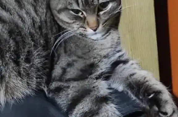 Пропала кошка, Восток, Нижегородская обл.