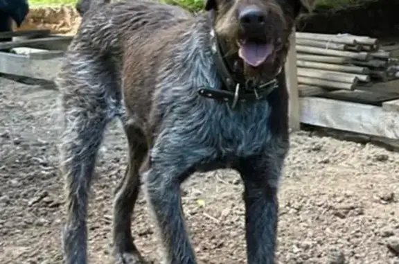 Найдена собака, Фряново, фото: Найдена собака в Фряново, пл. Ленина, 11