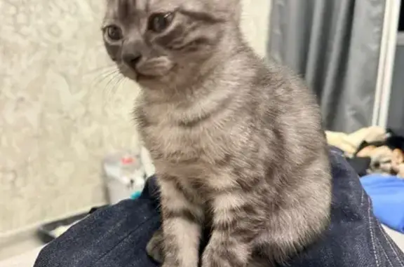 Кошки потеряшки, Ростов-на-Дону, фото: Потеряшка котенок, Комарова 1Е с6, Ростов