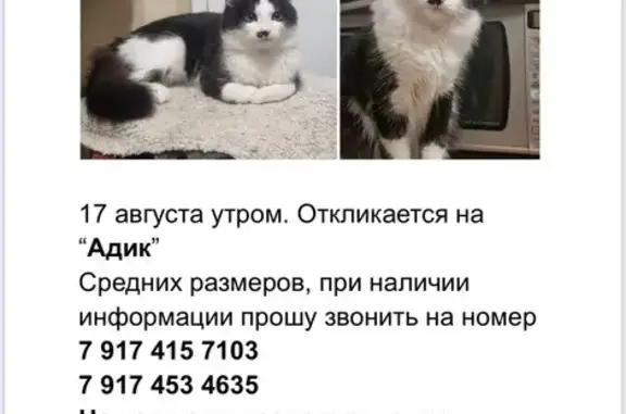 Пропала кошка на ул. Осипенко, Уфа