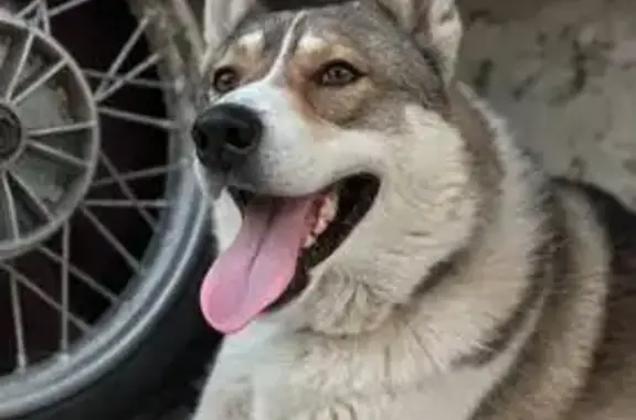 Собаки потеряшки, Шахты, фото: Потеряшка пёс, Шахты, пер. Комсомольская Правда, 53