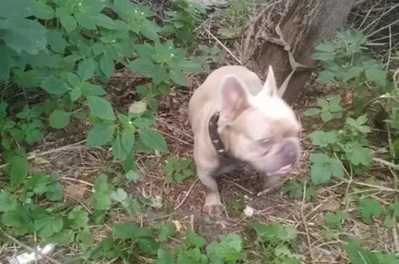 Найдена собака, Кривандино, фото: Собака найдена на Центр. ул., 56, Кривандино