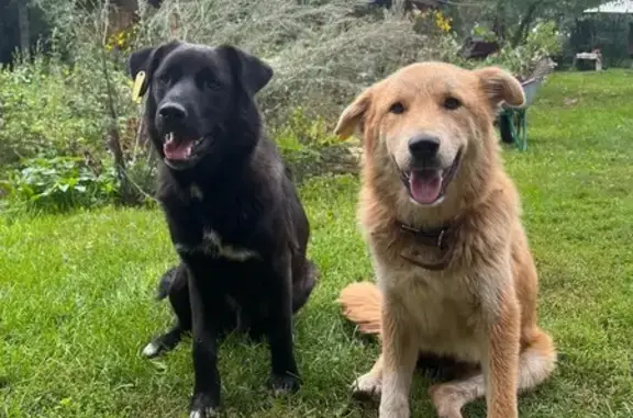 Найдена собака, Московская область, фото: Собаки найдены в Иваньшево, Зарайский район