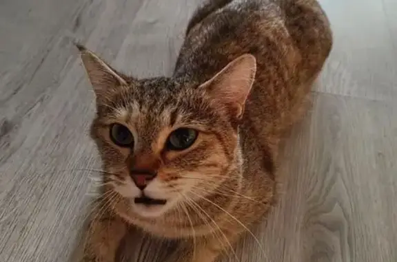 Кошки потеряшки, Хабаровск, фото: Потеряшка кошка, ул. Рокоссовского, 35