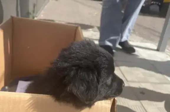 Собака найдена у Дикси, Леволинейная 41