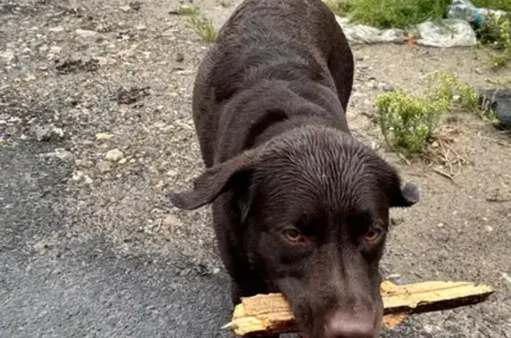 Найдена собака, Барнаул, фото: Лабрадор найден: Революционный пер., 68