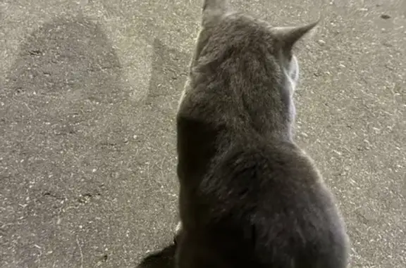 Найден котик, Анненская ул. 6, Москва