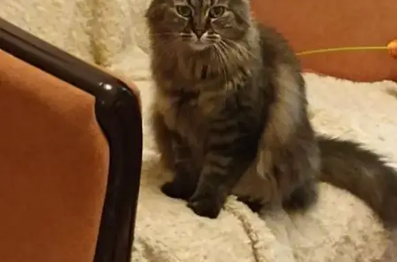 Кошки потеряшки, Ленинградская область, фото: Потеряшка кошка, Лехтуси, Ленобласть