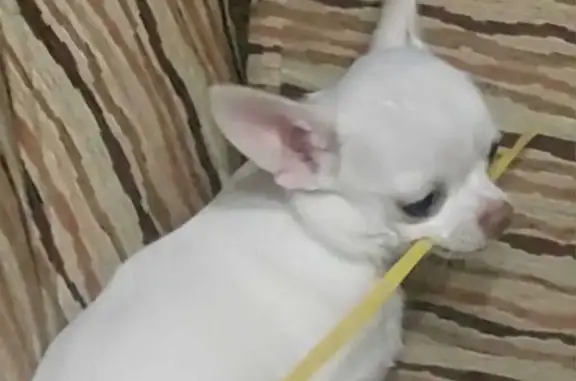 Собаки потеряшки, Челябинская область, фото: Потеряшка собака, Озёрск, Челябинская область