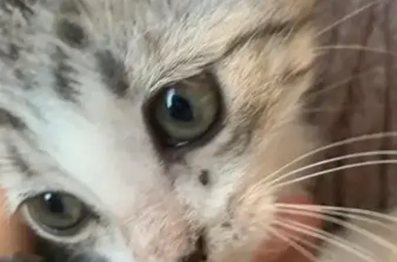 Кошка найдена у Магнит Косметик, Астрахань