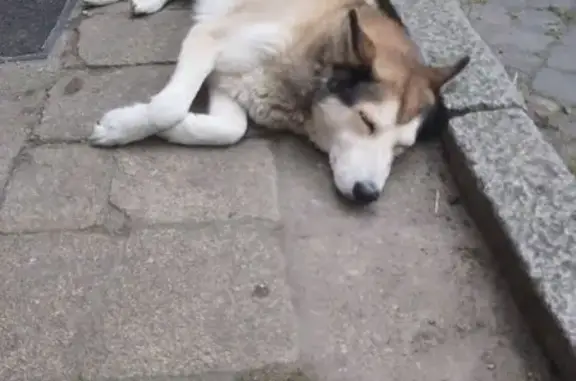 Собака найдена, ул. Брамса, 40, Калининград